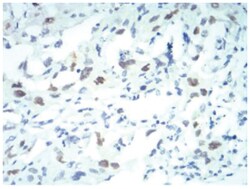 Importin alpha 2/KPNA2 Antibody (1E8B7) - BSA Free, Novus Biologicals:Anticorps:Anticorps