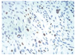 Importin alpha 2/KPNA2 Antibody (1E8B7) - BSA Free, Novus Biologicals:Anticorps:Anticorps