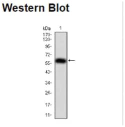 Importin alpha 2/KPNA2 Antibody (1E8B7) - BSA Free, Novus Biologicals:Anticorps:Anticorps