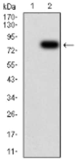 Importin alpha 2/KPNA2 Antibody (1E8B7) - BSA Free, Novus Biologicals:Anticorps:Anticorps