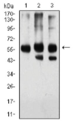 Importin alpha 2/KPNA2 Antibody (1E8B7) - BSA Free, Novus Biologicals:Anticorps:Anticorps
