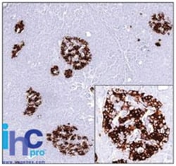 Insulin Mouse, Clone: E2-E3 (same as INS04), Novus Biologicals 0.02mg;