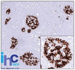 Insulin Mouse, Clone: SPM139, Novus Biologicals:Antibodies:Primary Antibodies