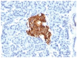 Insulin Mouse, Clone: E2-E3 (same as INS04), Novus Biologicals 0.02mg;