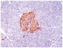 Insulin Mouse, Clone: SPM139, Novus Biologicals:Antibodies:Primary Antibodies