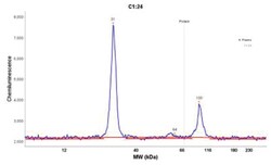 Kappa Light Chain Antibody (KLC709), Novus Biologicals 0.2mg; Unlabeled:Antibodies,