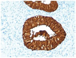 MAML3 Antibody (MAML3/1303), Novus Biologicals:Antibodies:Primary Antibodies