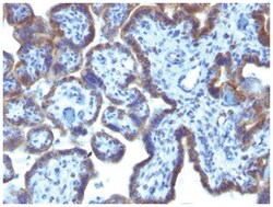 MAML3 Antibody (MAML3/1303), Novus Biologicals:Antibodies:Primary Antibodies