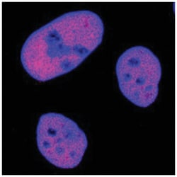 MCM7 Antibody (2068C) - Azide and BSA Free, R D Systems:Antibodies:Primary