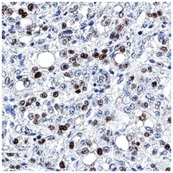 MCM7 Antibody (2068C) - Azide and BSA Free, R D Systems:Antibodies:Primary