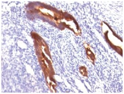 MUC1 Antibody (MUC1/845) - Azide and BSA Free, Novus Biologicals:Antibodies:Primary
