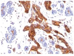 MUC1 Antibody (MUC1/845) - Azide and BSA Free, Novus Biologicals:Antibodies:Primary