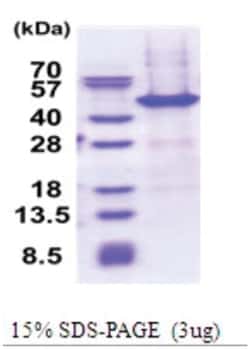 Novus Biologicals&trade;&nbsp;Recombinant Human NAIF1 His Protein