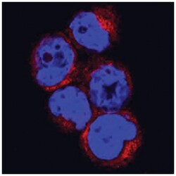 Neutrophil Elastase/ELA2 Antibody (950334) - Azide and BSA Free, R D Systems:Antibodies:Primary