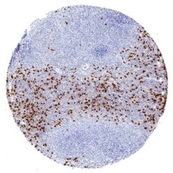 Neutrophil Elastase/ELA2 Antibody (950334) - Azide and BSA Free, R D Systems:Antibodies:Primary
