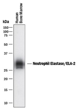 Neutrophil Elastase/ELA2 Antibody (950334) - Azide and BSA Free, R D Systems:Antibodies:Primary