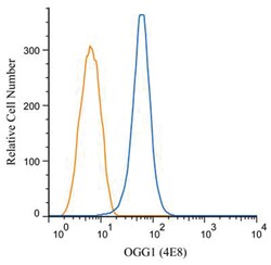 OGG1 Antibody (4E8) - BSA Free, Novus Biologicals 0.1mg; Unlabeled:Antibodies,