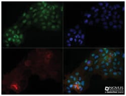 OGG1 Antibody (4E8) - BSA Free, Novus Biologicals 0.1mg; Unlabeled:Antibodies,
