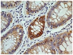 OGG1 Antibody (4E8) - BSA Free, Novus Biologicals 0.1mg; Unlabeled:Antibodies,