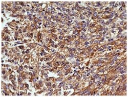 OGG1 Antibody (4E8) - BSA Free, Novus Biologicals 0.1mg; Unlabeled:Antibodies,