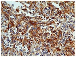 OGG1 Antibody (4E8) - BSA Free, Novus Biologicals 0.1mg; Unlabeled:Antibodies,