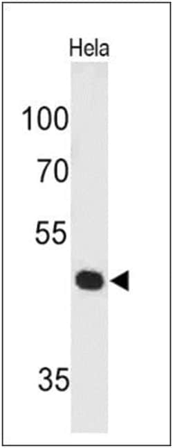 Pax7 Mouse, Clone: PAX7/497, Novus Biologicals:Antibodies:Primary Antibodies