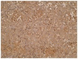 PD-L2/B7-DC/PDCD1LG2 Antibody (Z64P2D3 H4) - BSA Free, Novus Biologicals