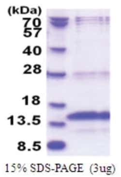 R&D Systems&trade;&nbsp;Recombinant Human POLR3K His Protein