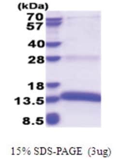 Novus Biologicals&trade;&nbsp;Recombinant Human Proapoptotic Caspase Adaptor Protein His Protein