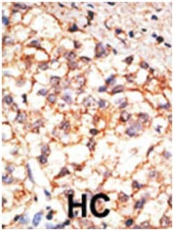 CD133 Antibody - BSA Free, Novus Biologicals 0.025 mg | Buy Online | Novus Biologicals | Fisher Scientific
