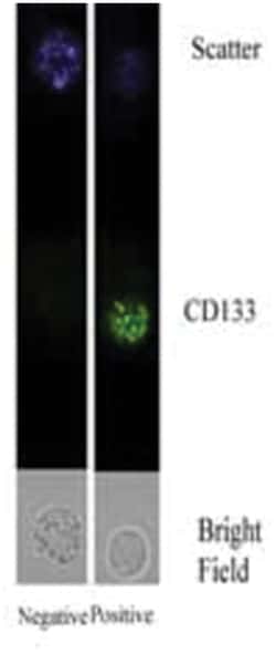 CD133 Antibody - BSA Free, Novus Biologicals 0.025 mg | Buy Online | Novus Biologicals | Fisher Scientific