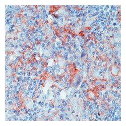 anti-CD40, Clone: 11E9, Epredia LabVision:Antibodies:Primary Antibodies
