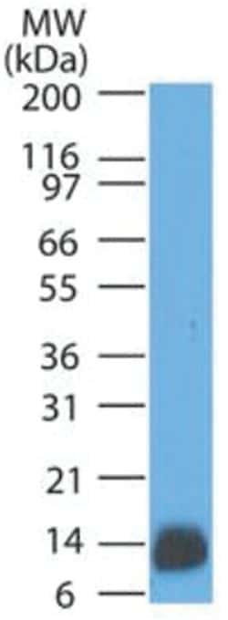 S100A1 Mouse, Clone: SPM354, Novus Biologicals 0.2 mg | Buy Online | Novus Biologicals | Fisher Scientific