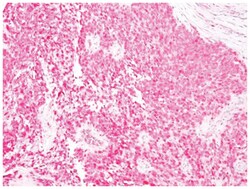 S100A1 Mouse, Clone: SPM354, Novus Biologicals 0.2 mg | Buy Online | Novus Biologicals | Fisher Scientific