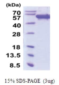 Novus Biologicals&trade;&nbsp;Recombinant Human Secernin-1 His Protein