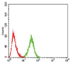 Serpin A1/alpha 1-Antitrypsin Antibody (5D1D2) - BSA Free, Novus Biologicals:Antibodies:Primary