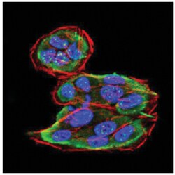 Sphingosine Kinase 2/SPHK2 Antibody (9C5E1) - BSA Free, Novus Biologicals