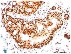 SUMO2/3 Antibody (SM23/496), Novus Biologicals 0.02mg; Unlabeled:Antibodies,