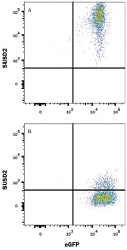 SUSD2 Antibody (1279B) - Azide and BSA Free, R D Systems 25&mu;g; Unlabeled:Antibodies,