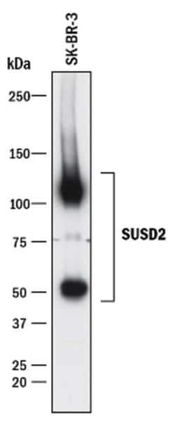SUSD2 Antibody (1279B) - Azide and BSA Free, R D Systems 25&mu;g; Unlabeled:Antibodies,