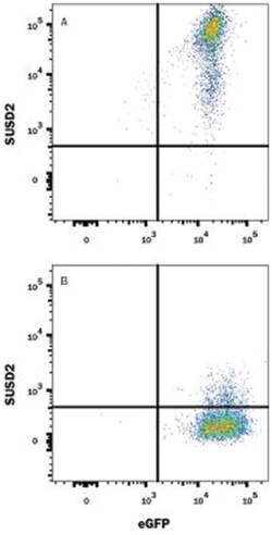 SUSD2 Antibody (1279C) - Azide and BSA Free, R D Systems 100&mu;g; Unlabeled:Antibodies,