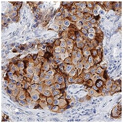 SUSD2 Antibody (1279C) - Azide and BSA Free, R D Systems 100&mu;g; Unlabeled:Antibodies,