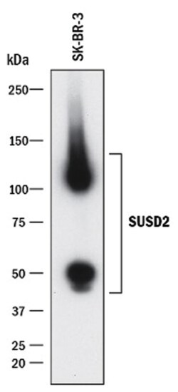 SUSD2 Antibody (1279C) - Azide and BSA Free, R D Systems 100&mu;g; Unlabeled:Antibodies,