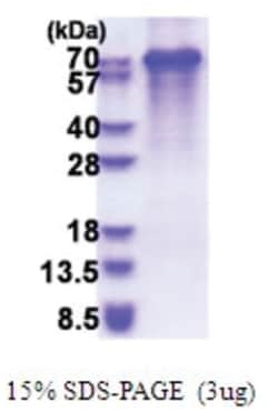 Novus Biologicals&trade;&nbsp;Recombinant Human Synaptotagmin 3 His Protein