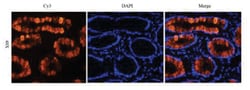 TAG-72 Antibody (B72.3 (Satumomab)) - Chimeric - Azide and BSA Free, Novus