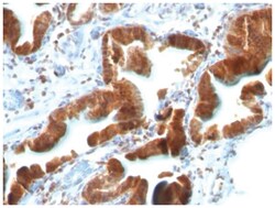 TGF-alpha Mouse, Clone: TG86+P/T1, Novus Biologicals:Anticuerpos:Anticuerpos