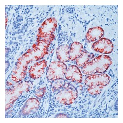 Epredia Lab Vision Mucin 6 (MUC-6) Ab-1, Mouse Monoclonal Antibody:Antibodies:Primary