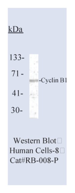 Epredia Lab Vision Cyclin B1 Ab-2 Rabbit Polyclonal Antibody with BSA and