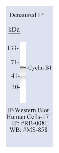 Epredia Lab Vision Cyclin B1 Ab-2 Rabbit Polyclonal Antibody with BSA and