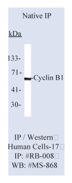 Epredia Lab Vision Cyclin B1 Ab-2 Rabbit Polyclonal Antibody with BSA and